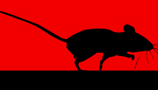 Pest Control (42)